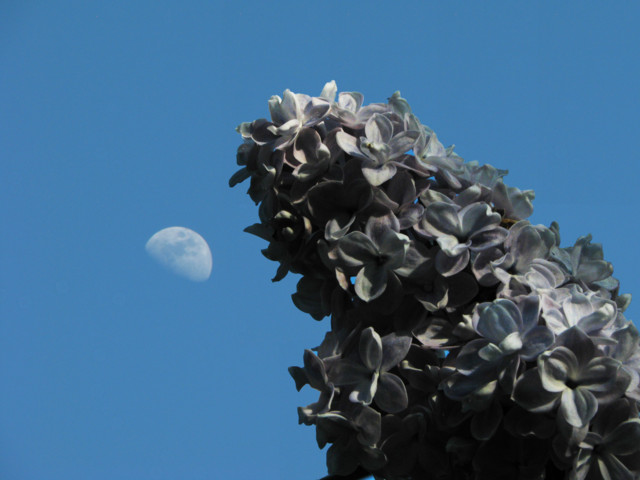 Lilac Moon