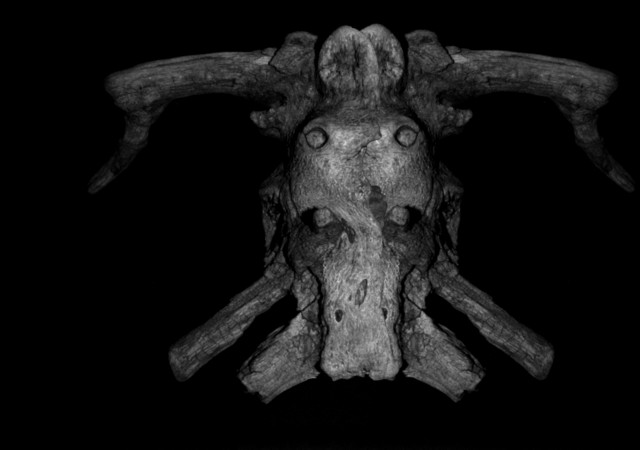 Skull Tree